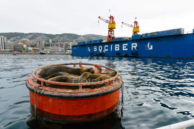 Chile, crucero por el puerto en Valparaíso - foto de stock