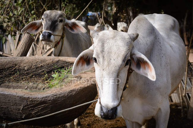 Мьянма (Бирма), Мандалай, Таунгта, Таунг Ба, коровы в сельской местности провинции Мандалай — стоковое фото