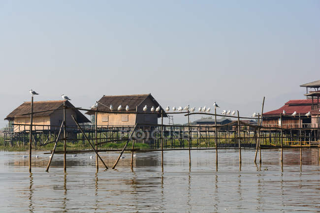 Мьянма (Бирма), Шань, Таунгьи, дома у озера Инле, стадо чайки на деревянной воде — стоковое фото
