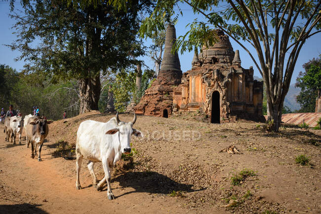 Мьянма (Бирма), Шань, Тай, руины пагод в Инджирлике, коровы, идущие по дороге — стоковое фото