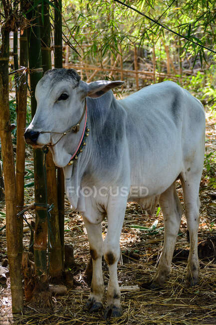 Myanmar (Burma), Shan, Taunggyi, Se-Ma village, domestic  cow outdoors — Stock Photo