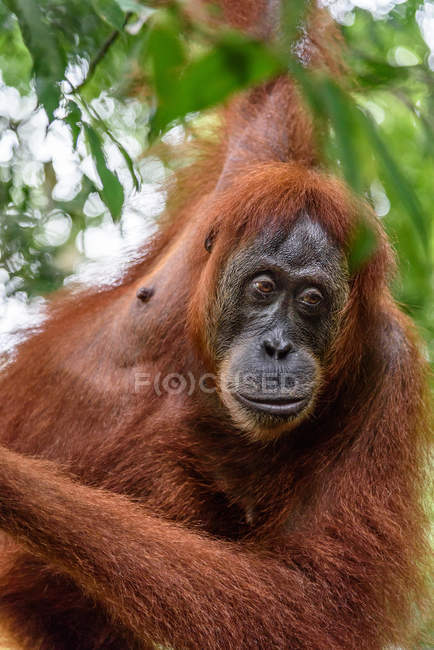 Крупним планом орангутанг, що висить на дереві — стокове фото