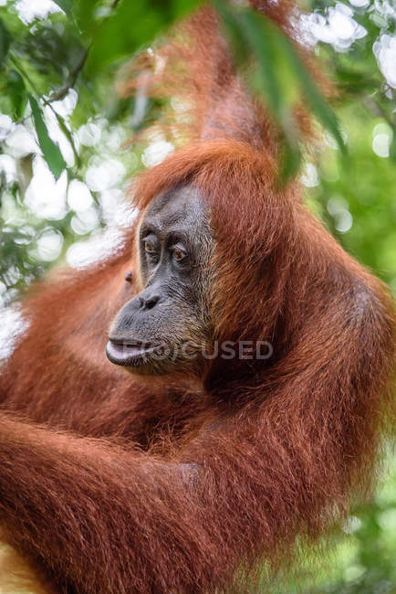 Orangutan filhote olhando para o lado pendurado na árvore — Fotografia de Stock