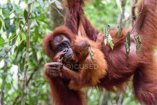 Індонезія, Калімантан, Борнео, Котаварінген Барат, Національний парк Танджунг Путінг, Орангутан з дитинчам (Понго Пігмеус), що висить на дереві — стокове фото