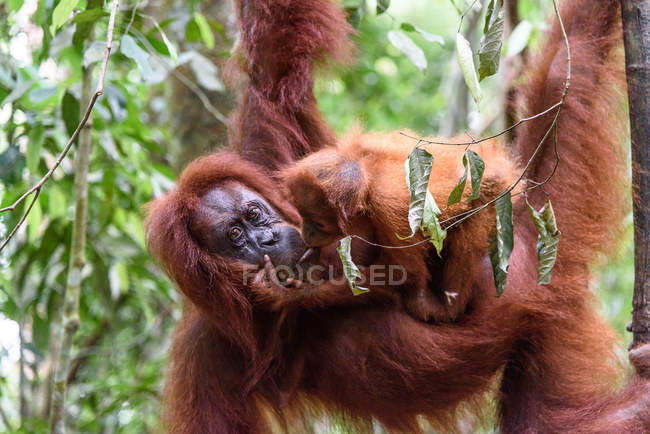 Orangután colgado de un árbol en hábitat natural - foto de stock