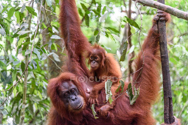 Indonésia, Kalimantan, Bornéu, Kotawaringin Barat, Tanjung Puting National Park, Orangutan com filhote (Pongo pygmaeus), pendurado na árvore — Fotografia de Stock