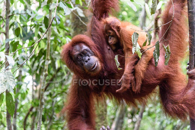 Indonesia, Aceh, Gayo Lues Regency, Parque Nacional Gunung-Leuser, Sumatra, familia orangutan en la naturaleza - foto de stock