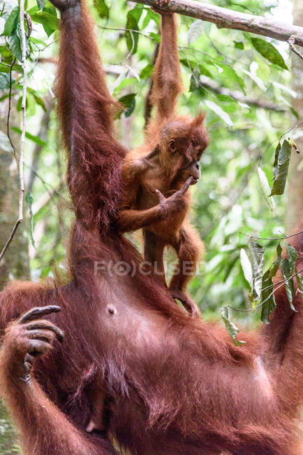 Indonesia, Kalimantan, Borneo, Kotawaringin Barat, Tanjung Puting National Park, Orangutan con cucciolo (Pongo pygmaeus), appeso all'albero — Foto stock