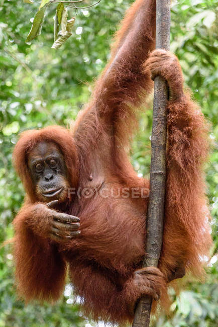 Orangután colgado de un árbol en hábitat natural - foto de stock