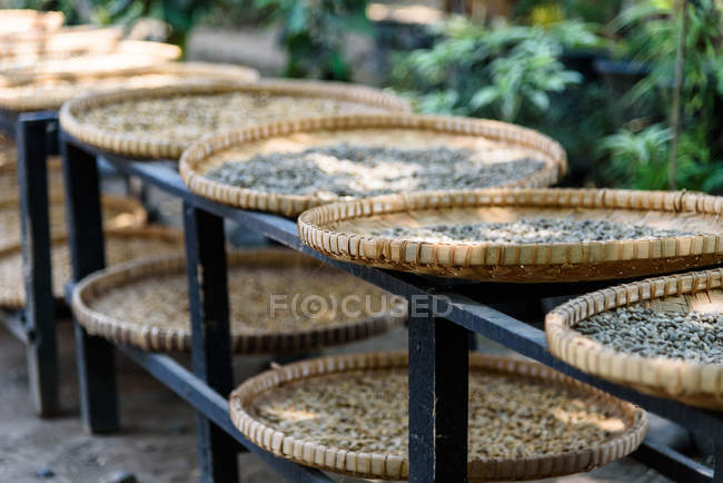 Kopi Luwak coffee beans drying on trays in Yogyakarta, Java, Indonesia, Asia — Stock Photo