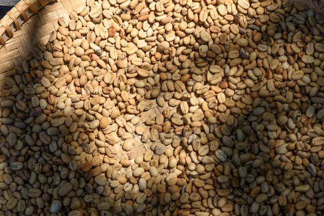 Granos de café Kopi Luwak un secado en bandeja en Yogyakarta, Java, Indonesia, Asia - foto de stock