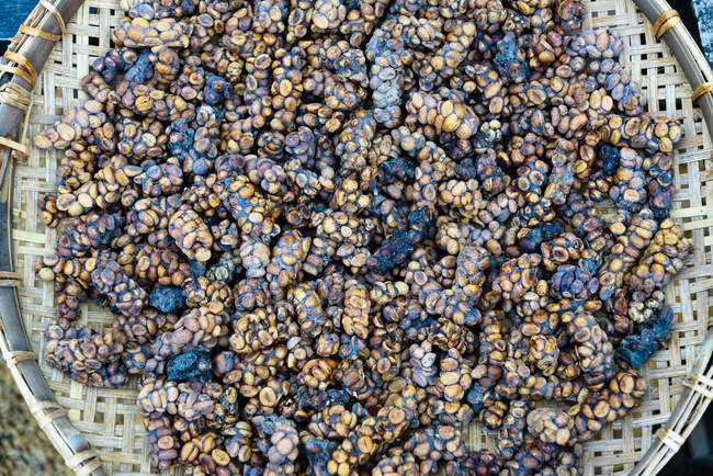 Копи Лувак кофе в зернах сушки на подносе в Джокьякарте, Ява, Индонезия, Азия — стоковое фото