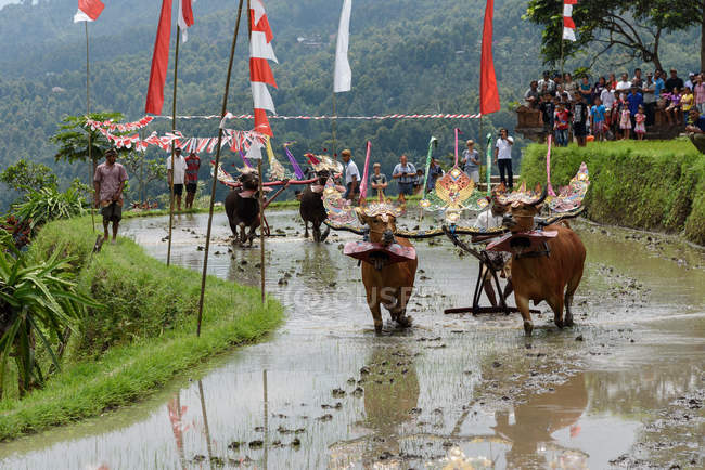 KABUL BULELENG, BALI, INDONESIA - 17 AGOSTO 2015: aratura con bufalo d'acqua spettacolo. i contadini entrano con bufali decorati — Foto stock