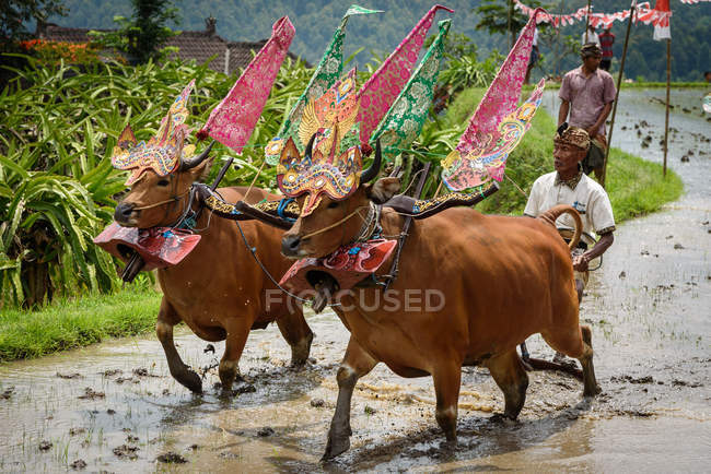 Кабул Buleleng, Балі, Індонезія - 17 серпня 2015: оранка з буйволів шоу. Селянська ввести з оформлені буйволи — стокове фото