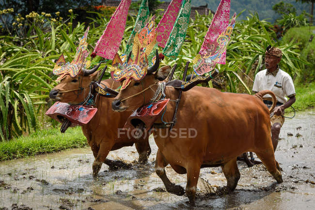 KABUL BULELENG, BALI, INDONESIA - AUGUST 17, 2015: Man plowing with water buffaloes — Stock Photo