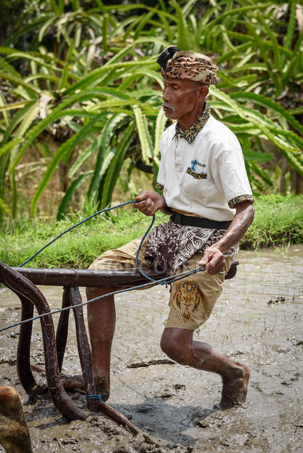 KABUL BULELENG, BALI, INDONESIA - 17 DE AGOSTO DE 2015: Hombre arando con búfalos de agua - foto de stock