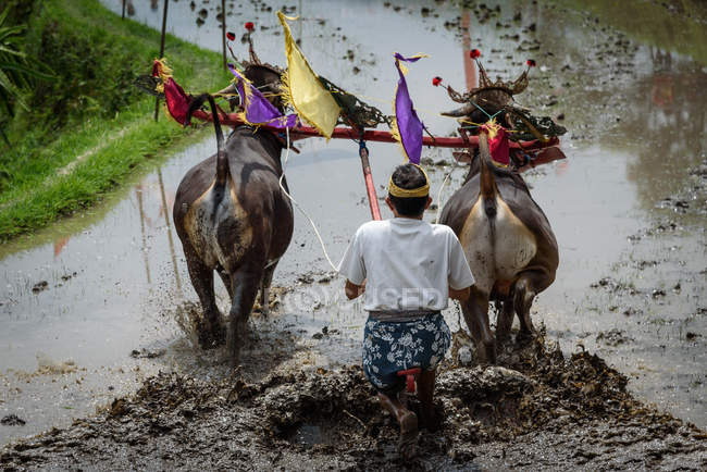 KABUL BULELENG, BALI, INDONESIA - AUGUST 17, 2015: Man plowing with water buffaloes, rear view — Stock Photo