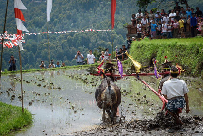 KABUL BULELENG, BALI, INDONESIA - AUGUST 17, 2015: plowing with water buffaloes show. peasant enter with decorated buffaloes — Stock Photo