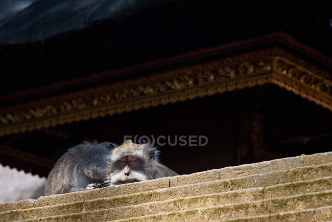 Мавпа спить на даху храму, вид знизу — стокове фото