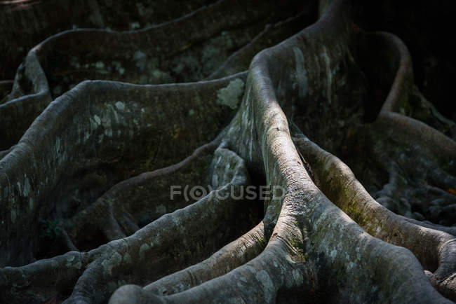 Indonesia, Bali, raíces grises del árbol - foto de stock