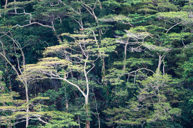 Indonesia, Maluku Utara, Kota Ternate, árboles en la isla volcánica de Gamalama en el norte de Molikken - foto de stock