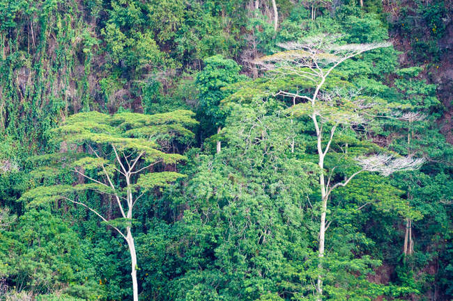 Indonésie, Maluku Utara, Kota Ternate, broussailles sur la paroi rocheuse sur l'île volcanique de Gamalama au nord de Molikken — Photo de stock