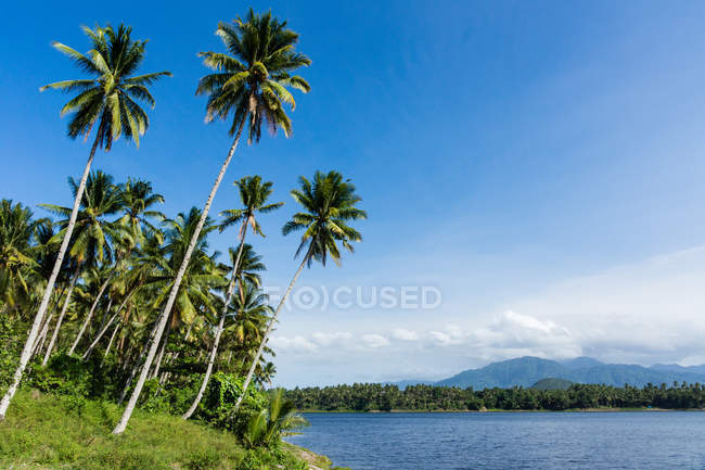 Indonesia, Maluku Utara, Kabupaten Halmahera Utara, palmeras en una isla junto al mar en Molikken del Norte - foto de stock