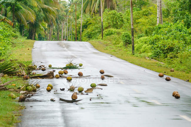 Индонезия, Малуку Утара, Кабул Пулау Моротай, кокосы на дороге в пальмовых рощах Моротай на севере Моликкена — стоковое фото