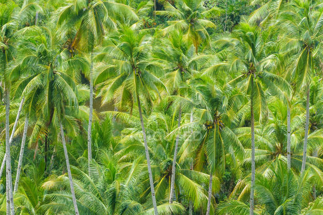 Indonesien, maluku utara, kabul pulau morotai, leuchtend grüne Palmen in den Palmenhainen von Morotai am nördlichen Molikken — Stockfoto