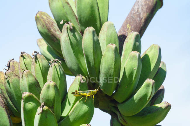 Indonésie, Maluku Utara, Kabupaten Halmahera Utara, insecte sur les bananes immatures à Kao dans le nord de Molikken — Photo de stock