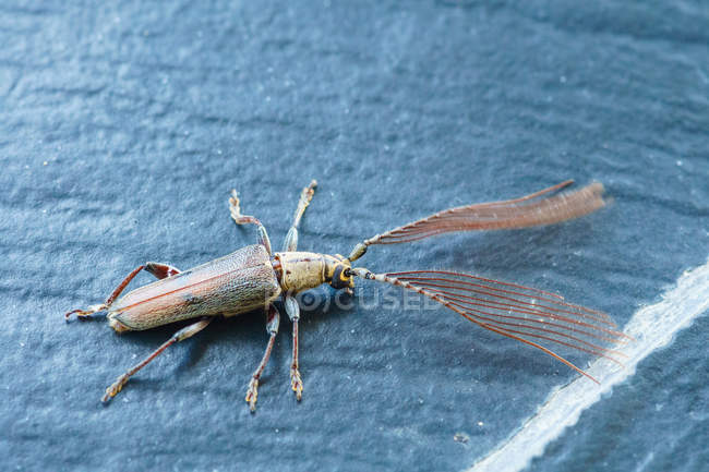 Indonesia, Sulawesi Utara, Kota Manado, close up of beetle on Sulawesi Utara — стокове фото
