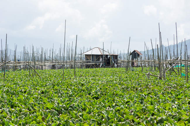 Indonesia, Sulawesi Utara, Kabah Minahasa, producción de alimentos Lago Danau Tondano en Sulawesi Utara - foto de stock