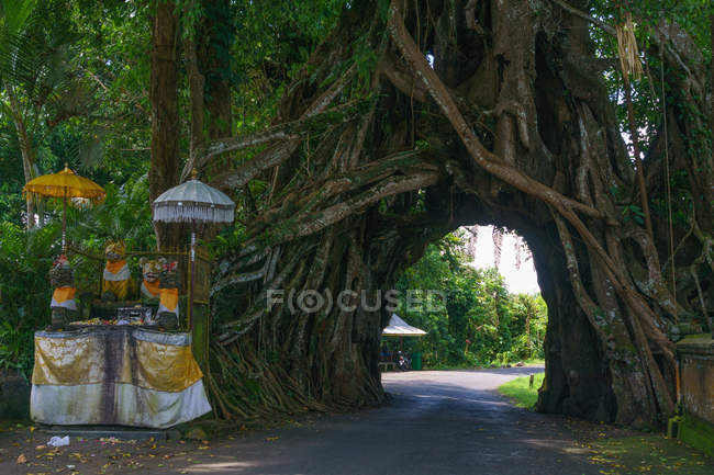 Indonesien, bali, kabupaten jembrana, uralter Baum mit Höhle für die Straße bei Pulukan — Stockfoto