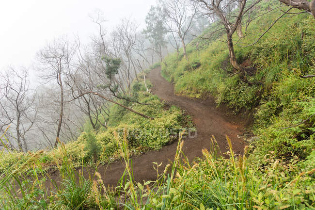 Indonesien, Java Timur, Kabudaten Bondowoso, Weg zwischen kahlen Bäumen zum Vulkan Ijen — Stockfoto