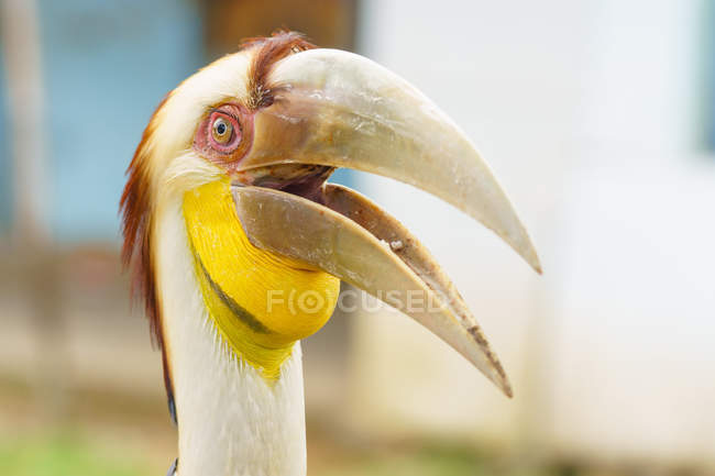 Индонезия, Ява Тимур, Кабани Баньюванги, крупный план попугая — стоковое фото