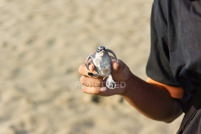 Чоловік тримає черепаху в руці на пляжі — стокове фото