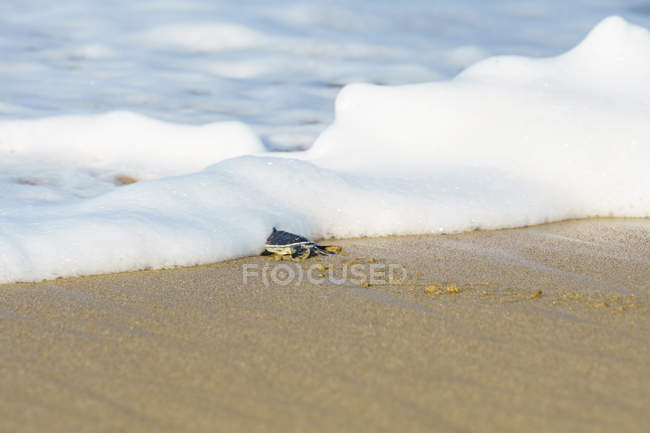 Черепаха зникає в морській піні на пляжі — стокове фото