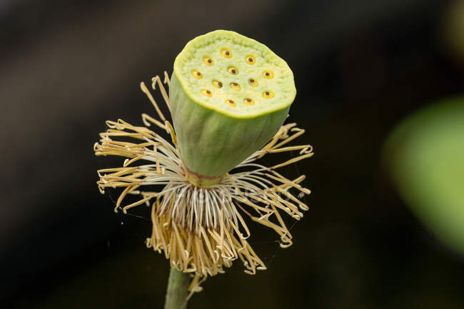 Primer plano de flor de loto seca, fondo oscuro - foto de stock