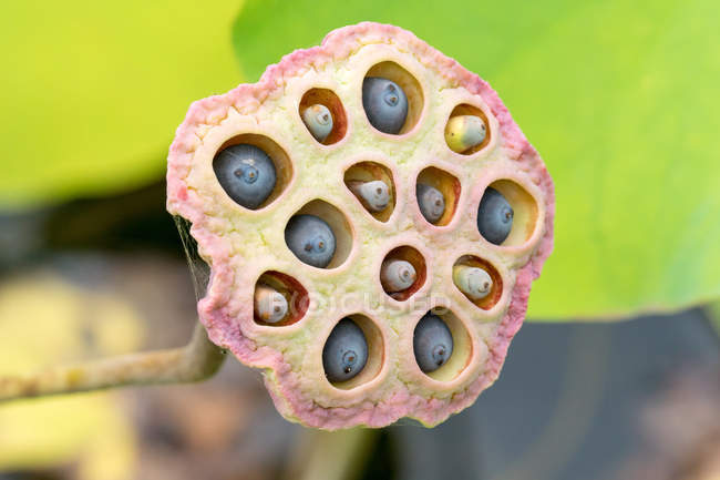 Close-up de flor de lótus seca, folhas verdes no fundo — Fotografia de Stock