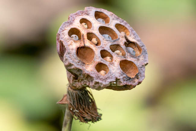 Primo piano del gambo di fiore di loto essiccato con pistillo — Foto stock