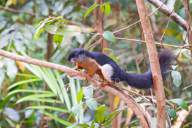 Prevosts Squirrel (Callosciurus prevostii) climbing tree — Stock Photo