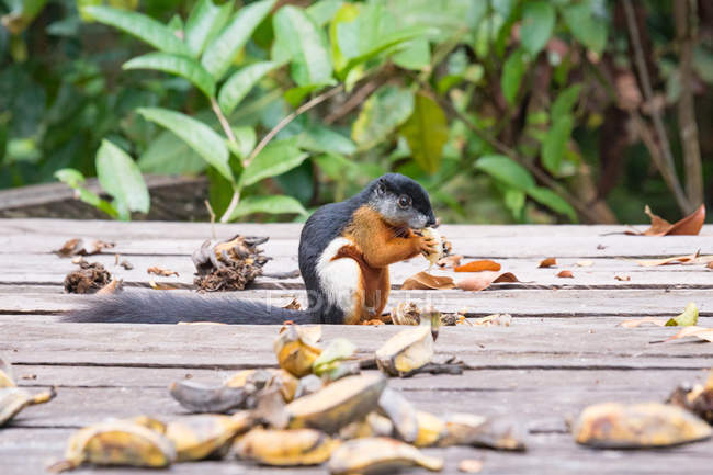 Prevosts Eichhörnchen (callosciurus prevostii) essen Banane sitzend auf Holzkonstruktion — Stockfoto