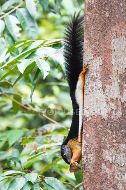 Белка (Callosciurus prevostii) на стволе дерева с желудями — стоковое фото