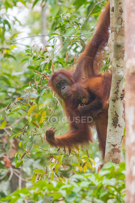 Indonesia, Kalimantan, Borneo, Kotawaringin Barat, Tanjung Puting National Park, Orangután con cachorro (Pongo pygmaeus), colgando de un árbol - foto de stock