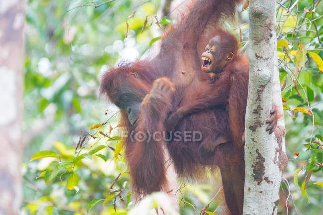 Indonésia, Kalimantan, Bornéu, Kotawaringin Barat, Tanjung Puting National Park, Orangutan com filhote (Pongo pygmaeus), pendurado na árvore — Fotografia de Stock