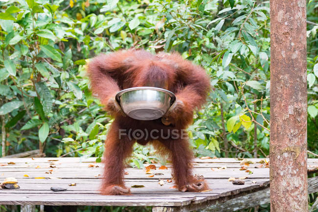Cub of orangutan (Pongo pygmaeus) with metal bowl on wooden construction — Stock Photo