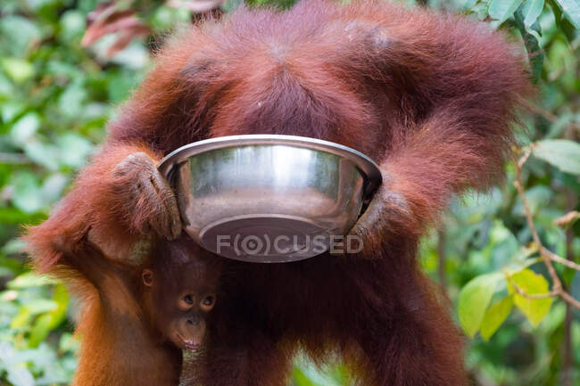 Indonésie, Kalimantan, Bornéo, Kotawaringin Barat, Tanjung Puting National Park, Orangutan Lady with Child, Orangutan (Pongo pygmaeus) — Photo de stock