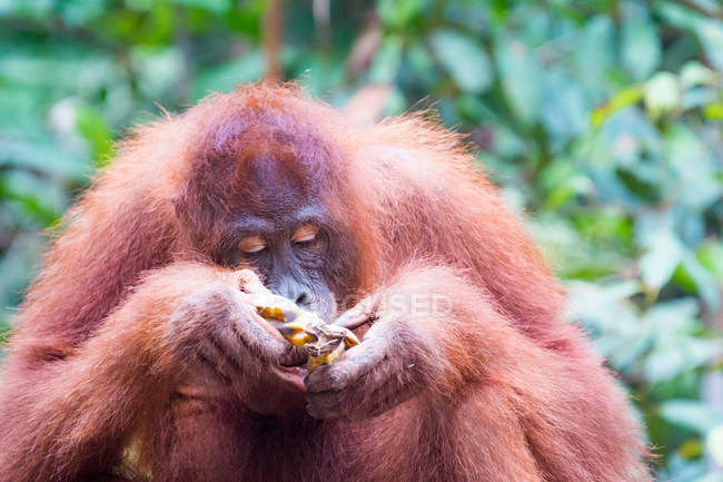 Gros plan d'un orang-outan mangeant de la banane — Photo de stock