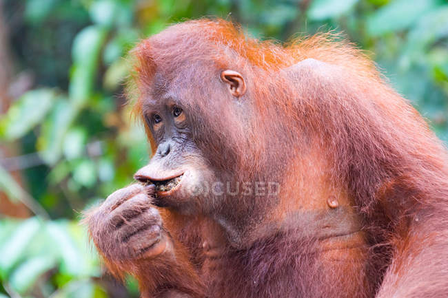 Primo piano di un orango che mangia — Foto stock