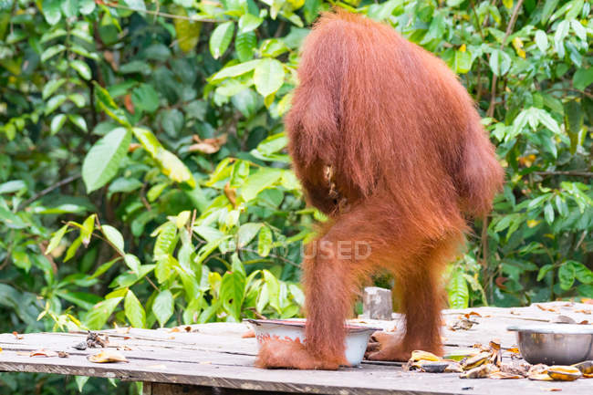Rear view of orangutan cub on wooden construction with bowl and bananas — Stock Photo